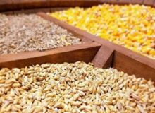 افزایش قیمت نهاده‌های دامی با وجود ارز ترجیحی؛ علامت هشدار در نظام توزیع و نظارت