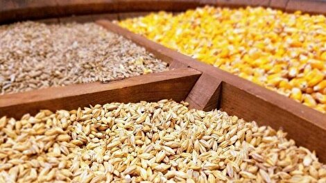 افزایش قیمت نهادههای دامی با وجود ارز ترجیحی؛ علامت هشدار در نظام توزیع و نظارت