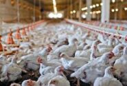 هشدار تولیدکنندگان مرغ درباره آینده بازار