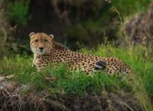 گشت‌وگذار پاییزی یک پلنگ در جنگل‌های هیرکانی