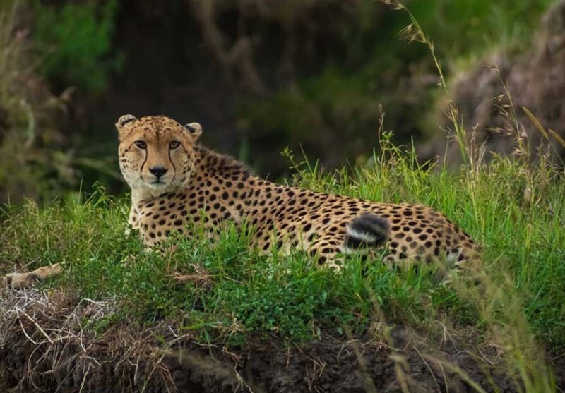 گشتوگذار پاییزی یک پلنگ در جنگلهای هیرکانی