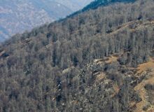 دیزمار پس از آتش