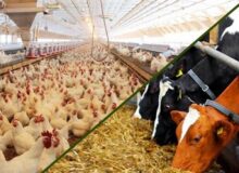 آغاز اجرای مصوبه دولت برای ساماندهی واردات و عرضه نهاده‌های دامی