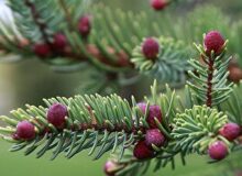 به‌وقت گل‌صنوبر عیدی کارگران و کارمندان اعلام شد