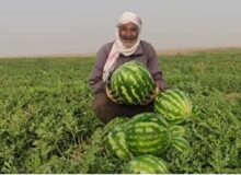 از بیآبی هندوانههای یلدا سر برآوردند