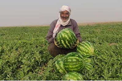 از بیآبی هندوانههای یلدا سر برآوردند