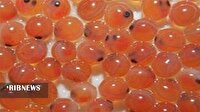 واردات بیش از ۴۱۶ هزار تخم چشم زده ماهی قزل آلا به بروجرد
