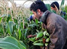 برداشت  محصول ذرت شیرین از مزارع  شهرستان گچساران