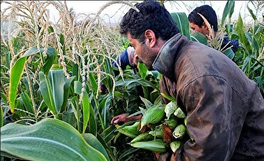 برداشت  محصول ذرت شیرین از مزارع  شهرستان گچساران