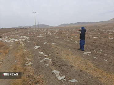 اخطار سازمان جهاد کشاورزی برای جمع آوری پلاستیک باقی مانده از کشت‌های بهاره