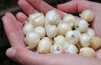 اسدآباد کانون گونه‌های اصیل موسیر