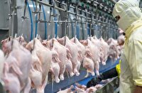 توزیع بیش از ۱۰۵۰ تن گوشت مرغ از مازندران در بازار ملی