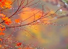 فردا سمنان روی باران را می بیند