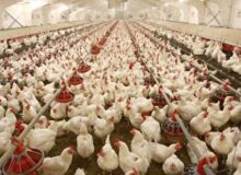 تزریق ۶۳۵۰ تن نهاده دامی به مرغداری‌های ایلام