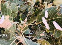 هجوم برگ‌خوار‌ها به ۲۳۰ هزار هکتار از جنگل‌های لرستان