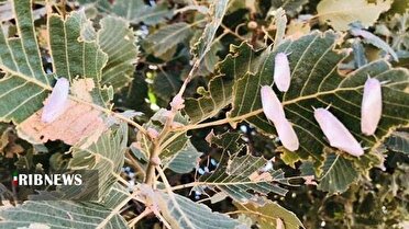 هجوم برگخوارها به ۲۳۰ هزار هکتار از جنگلهای لرستان