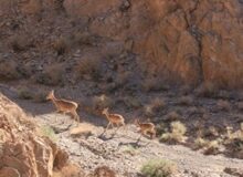 حفاظت از ۳۰ میلیون هکتار با ۶۵۰ پاسگاه محیط‌زیست