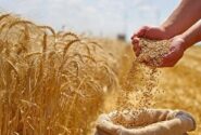 سه‌برابر شدن تولید گندم در گلستان؛ ثمره نیم‌قرن پژوهش و نوآوری