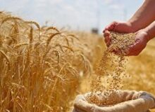 سه‌برابر شدن تولید گندم در گلستان؛ ثمره نیم‌قرن پژوهش و نوآوری