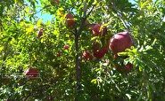 پایان برداشت انار در باغ شهر درجزین