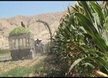 برداشت ذرت علوفه‌ای از زمین‌های آبی خنج