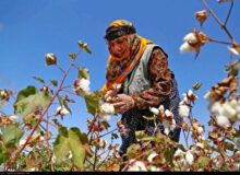 برداشت پنبه از مزارع ارزوئیه