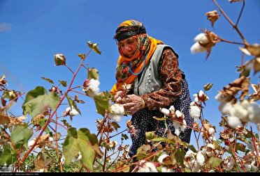 برداشت پنبه از مزارع ارزوئیه