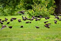 عملیات پیش دستانه در مزارع برای مقابله با حمله پرندگان