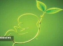 ۲ میلیون تومان حمایت ماهیانه در انتظار مادران