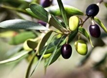 پاییز پربار طارم در انتظار رویدادی بزرگ