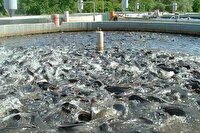 خرمشهر یکی از مناطق کلیدی آبزی‌پروری کشور