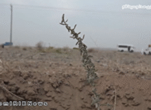 نهال کاری در ۳۰ هکتار از اراضی حاشیه جاده پردیسان ورجان