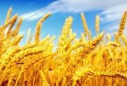 آغاز طرح مقایسه‌ ای ارقام گندم در گناباد