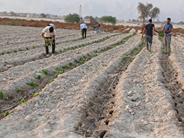 آغاز کشت تنباکو در شهرستان پارسیان