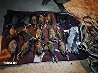 دستگیری ۳ متخلف شکار پرنده غیر مجاز در شادگان