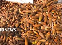 سمیرم ذخیره گاه جنگلی بلوط در جنوب استان اصفهان