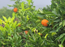 حال خوب گیلان با بارش باران