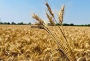 کشت گندم پاییزه در اراضی جویبار