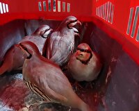 کشف و ضبط کبک‌های وحشی در لردگان