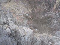 مشاهده پلنگ ایرانی در خاتم