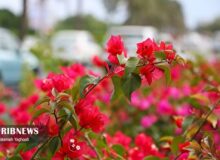 گذر و افزایش ابر در آسمان هرمزگان از بعدازظهر امروز، ۱۲ آذر