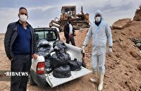 معدوم سازی ۵۲۶ کیلوگرم گوشت غیربهداشتی در لرستان