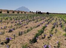 آغاز برداشت زعفران در گاریزات