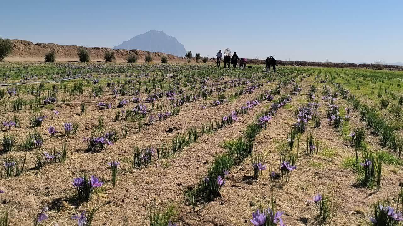 آغاز برداشت زعفران در گاریزات