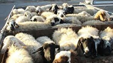 کشف و توقیف محموله دام قاچاق در قم