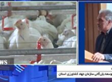 مرغِ گران، مدیریتِ نایاب