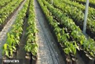 ۱۲۰ هزار اصله نهال توت برای کاشت در خراسان‌شمالی آماده شد