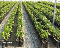 ۱۲۰ هزار اصله نهال توت برای کاشت در خراسان‌شمالی آماده شد