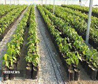 ۱۲۰ هزار اصله نهال توت برای کاشت در خراسان‌شمالی آماده شد