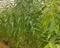 کاشت ۲۵۰۰ اصله نهال اکالیپتوس در مزارع کارون